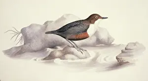 Dipper: Cinclus cinclus, white-throated dipper