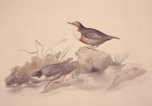 Dipper: Cinclus cinclus, white-throated dipper