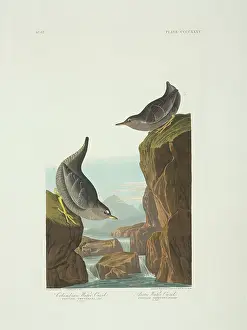 Rapids: Cinclus mexicanus, American dipper