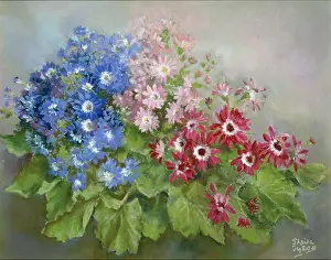 Cineraria: Cineraria