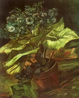 Lifes: Cineraria in a Flowerpot, by Van Gogh