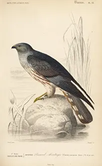 Travies: Cinereous harrier, Circus cinereus