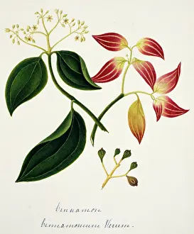 Spice: Cinnamomun verum, cinnamon