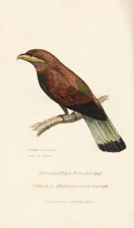 Cinnamon: Cinnamon or broad-billed roller, Eurystomus