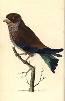 Naturalists: Cinnamon or broad-billed roller, Eurystomus glaucurus