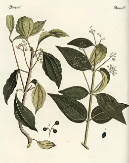 Cinnamon: Cinnamon and camphor trees