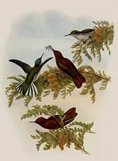 Swifts: Cinnamon Firecrown, Eustephanus Fernandensis