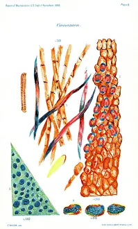 Cinnamon: Cinnamon - Food - Spice - Agriculture