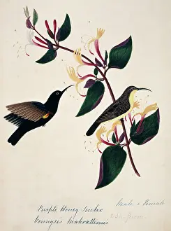 Bushby: Cinnyris asiatica, purple sunbird