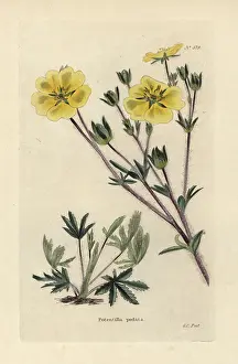 Potentilla: Cinquefoil, Potentilla pedata