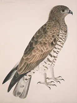 Elphick: Circaetus gallicus, short-toed eagle
