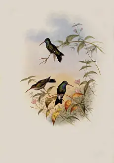 Circe: Circe, Circe Latirostris