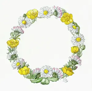 Buttercups: Circle of Daisies and Buttercups
