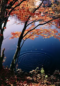 Crs001: Circle pattern in the pond water falling autumn