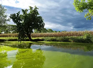 Rainwater: Circuit de l'Observatoire, Dombes, Auvergne-Rhone-Alpes