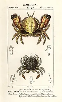 Scorpio: Circular crab and swimming crab