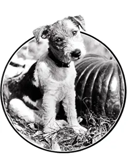 Pleasing: Circular Vignette of Wire-Haired Terrier Looking