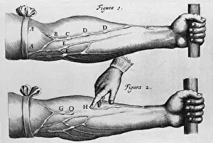 Pronounced: Circulation of the blood from William Harvey's ?