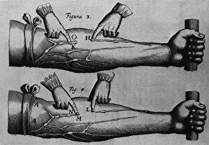 Pronounced: Circulation of the blood from William Harvey's ?