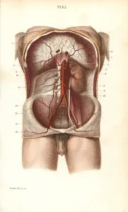 Corbie: Circulatory system to the abdomen