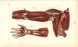 Leveille: Circulatory system of the arm and hand