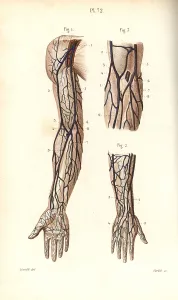 Leveille: Circulatory system to the arm and hand