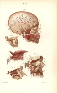 Leveille: Circulatory system to the brain
