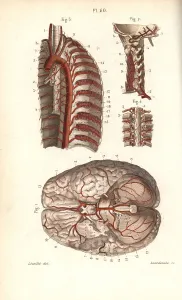 Leveille: Circulatory system to the brain and spine