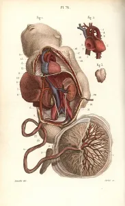 Foetus: Circulatory system to the foetus and placenta