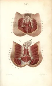 Genitals: Circulatory system to the genitals