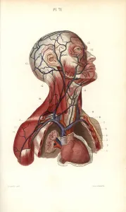 Leveille: Circulatory system to the head and torso