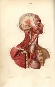 Leveille: Circulatory system from heart to head