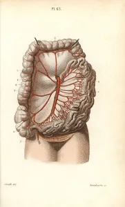 Leveille: Circulatory system to the intestines