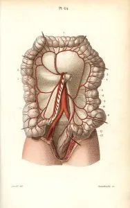 Leveille: Circulatory system to the intestines