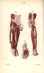 Leveille: Circulatory system to the leg and foot