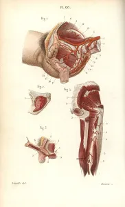 Pelvis: Circulatory system to the pelvis and arm