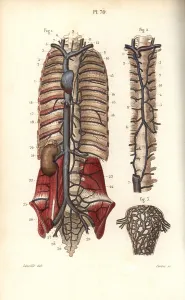 Uterus: Circulatory system to the spine and uterus