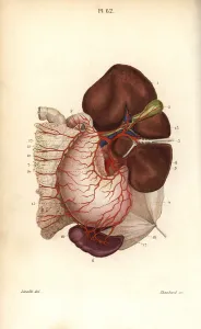 Pancreas: Circulatory system to the stomach, liver, kidney