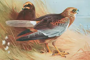 Falco: Circus aeruginosus, marsh harrier