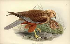 Falco: Circus aeruginosus, western marsh harrier
