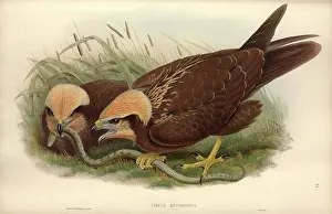 Falco: Circus aeruginosus, western marsh harrier