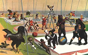 Goats: Circus Animal Acts
