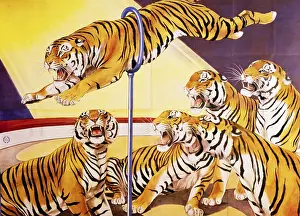 Lithographie: circus, animal training, six Bengal Tigers in