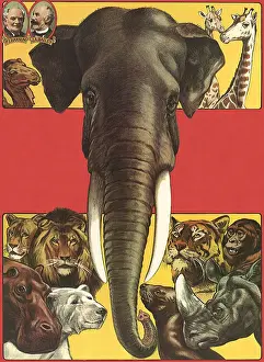 Pacaderm: Circus Animals