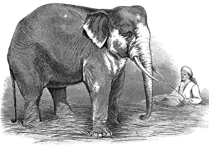 Phineas: circus, animals, elephants, Barnum's white elephant