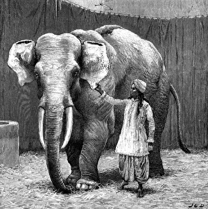 Phineas: circus, animals, elephants, Barnum's white elephant