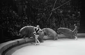 Hippopotamus: Circus artists Akhundovs