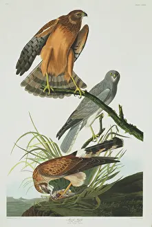 Cyaneus: Circus cyaneus, hen harrier