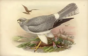 Accipitridae: Circus cyaneus, hen harrier