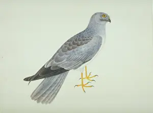 Accipitridae: Circus cyaneus, hen harrier